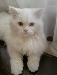 Ares